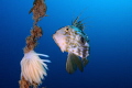 zeus faver and cuttlefish eggs