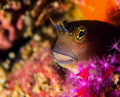 Goby give you a chance to get best shot but sometime he hide and take long time to show him self but its nice fish style