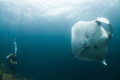 Giant Manta flashing its stomach at Hin Daeng.