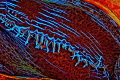 Clam Mantle Manipulated Great Barrier Reef at Osprey