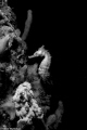 black and white sea horse. :) Happy new year!