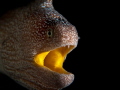 Yellow-Mouth Eel