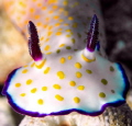 Keep moving forward like nudibranch