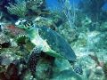 Friendly turtle, Grand Cayman.