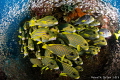 Sweetlips up Close