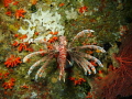 Christmas Lionfish