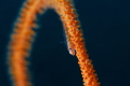 Gobi Whipcoral runner on his way to 
