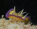Chromodoris in Mabul