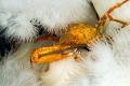 Longhorn Decorator on Giant Plumrose Anemones
