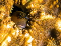 Goby 60mm macro