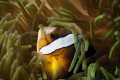 nemo