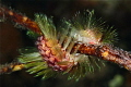 fireworm