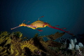 A weedy seadragon. Endemic to the southern coastlines of Australia and truly beautiful to see and photograph.
