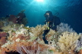 Divers at Liberty Wreck