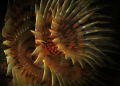 Spirograph Spallanzani.