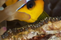 Nemo fish with babies