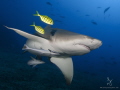 A lemon shark beautifully accented by 2 juvenile trevallies at Beqa Lagoon Fiji