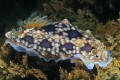 Dendrodoris gemmacea/denisoni