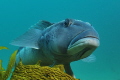 Blue cod Parapercis colias