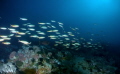 The liberty Wreck in Bali