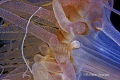Particular Alicia mirabilis