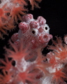 Bargibant's Pigmy Sea Horse, portrait