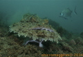 Angler fish in mediterranean sea. This pic shows that its fins look like a duck's legs