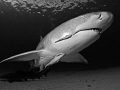 Lemon shark