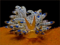 Beauty - 
most likely Cuthona cf. diversicolor.