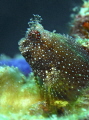 shiny blenny......simply sparkling