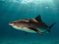 Tiger Shark