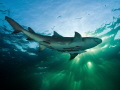 Lemon shark and rays of sunlight