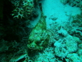 Stone fish