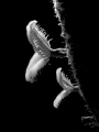 Feather Duster Worm