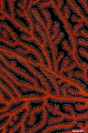 Gorgonian Art
Nikon D80, Ikelite housing + two Ikelite strobes (DS161 and DS125), Lense AF-S VR Micro-Nikkor 105mm f/2.8G IF-ED, ISO 200, Aperture f/14, Shutterspeed 1/125
