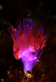 Flabellina Affinis
