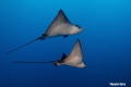 Eagle Ray Couple
Nikon D80 with Tamron SP AF 17-50mm f/2.8 (A16), focal length 17mm, Ikelite housing, D125 + Sea&Sea 50 Strobes. 
Settings: Aperture f/5, Shutter Speed 1/100, ISO 100
