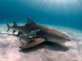 Lemon shark with Remora, Bahamas. Ambient light, Magic filter, manual white balance. Nikon D100, DX 10,5/2.8, Seacam housing.