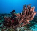 Sponge formation in a two blade propeller and engine from a Lockheed Lodestar from World War II.
