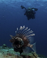 lion fish