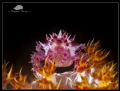 Candy Crab on Fire!!!! (Hoplophrys oatesii)

Compact Canon Powershot S100, Ikelite housing
2 x Inon Z240, Subsee +10 & Inon UCL165 Macro lens
ISO80, f/8, 1/1000


