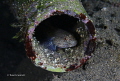 Goby in a plastic tube