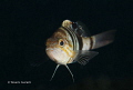 Serranus hepatus
