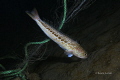 Tracina dragon entangled in a fishing net after the shot 
has been RELEASED