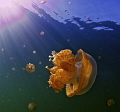 Jellyfish in Jellyfish Lake