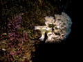 Lettuce Nudibranch
http://www.boazphotos.com/