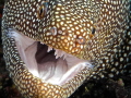Moray allowing me to get up close and personal