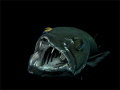 Barracuda in cleaning action