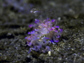 Macro