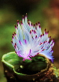 Rhinopores Flabellina